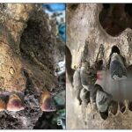 Yupiter ailəsinə aid 41P/TGK kometi periheliondan sonra yavaşlayır və fırlanmasını tərsinə çevirir