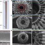Təkhüceyrəli orqanizmlər üç fərqli yolla çoxhüceyrəli olur