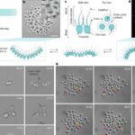 Rydberg atomları əl radiosundan aydın siqnalları aşkarlayır
