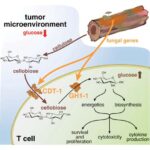 Mikroblar niyə birləşir? Yeni bir model dəyişkən mühitlərdə qida maddələrinin paylaşılmasını izah edir