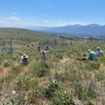 Tısbağa fosili Təbaşir dövrü növlərinin miqrasiyasının zaman xəttini daraldır