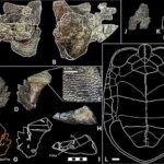 Beyinə fiziki təzyiq neyronların özünüməhv etmə proqramlaşdırmasını tetikleyebilir