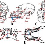 Kiçik bir karides daha yaxşı zireh üçün ipucu necə saxlaya bilər