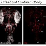 Biologiyada kvant səviyyəli təsirlər: Zəif maqnit sahələri və izotoplar hüceyrə zülal strukturlarını dəyişdirə bilər
