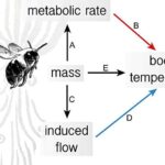 Xitozan-nikel biomaterialı yaş olduqda daha möhkəm olur və plastikləri əvəz edə bilər