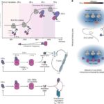Maraldan toyuqlara: Daha az sosial təmaslar nəsli kəsilmə riskini necə artıra bilər
