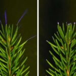 Sidik analizləri vəhşi Afrika şimpanzelərində spirtli içki qəbulunu təsdiqləyir