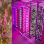 40.000 illik Daş dövrü simvolları Mesopotamiyadan çox əvvəl yazıya yol açmış ola bilər