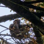 İlk dəfə açıq havada müşahidə edilən ildırımlar ağacların təpələrində xəyali koronalar yaradır