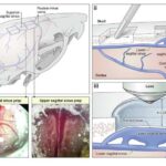 Süni intellekt əxlaqının qiymətləndirilməsi üçün yeni yol xəritəsi təklif edildi