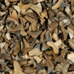 Tək gözlü bir məxluq müasir gözlərimizi necə yaratdı