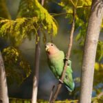 Həyat boyu cütləşən nadir quşlar olan eşqbazlardan nə öyrənə bilərik