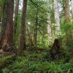 Oyun və sosial əlaqə bəzi itlərin sözləri başa düşməsinə necə kömək edə bilər