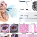 Təkamül mərcan rifi balıqlarında rəng müxtəlifliyini necə formalaşdırır