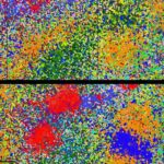 Ağıllı flüoresan molekullar daha kəskin mikroskopiya görüntülərinə daha ucuz yol təqdim edir