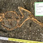 Qalaktika qrupunun hərəkəti kosmik qonşuluğumuzda daha yavaş genişlənməni göstərir