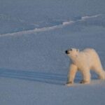Barents dənizindəki buzların sürətlə əriməsinə baxmayaraq, Şpitsbergen ağ ayıları kökəldilər