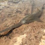 Araşdırma göstərir ki, zorakı müdirlər işçilərin özlərini “insanlıqdan kənar” hiss etmələrinə səbəb ola bilər və bu da onların yorğunluğunu artıra bilər.