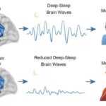 Araşdırmalar göstərir ki, psixodeliklər beyin miyelinini bərpa etməklə TSSB-nin sağalmasına kömək edə bilər