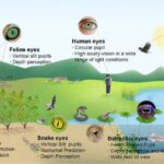 Qarğıdalı Avropadan əvvəlki Miçiqanda əvvəllər düşünüləndən daha çox əhəmiyyətə malik ola bilər