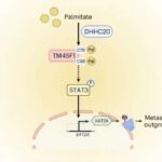 Böyük kraterlər 16-cı Psyche asteroidinin mənşəyinə dair ipucları verir