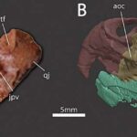 Gizli atom dixotomiyası ultra nazik birləşmədə superkeçiriciliyə səbəb olur