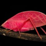 Klassik həndəsədə onilliklər boyu davam edən problem həll edildi: İlk kompakt cüt kapot tapıldı