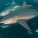 Tədqiqat göstərir ki, NGC 5824 kürəvi çoxluğu qaranlıq maddə halosuna yerləşdirilib