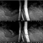 Araşdırma göstərir ki, son pandemiya virusları əvvəlcədən uyğunlaşmadan insanlara yoluxub