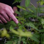 Tədqiqatlar göstərir ki, neyronlar öyrəndikcə dəqiq şəkildə uyğunlaşdırılmış tədris siqnallarını alırlar