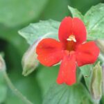 Taxta səth müalicəsi zərərli bakteriyalarla mübarizə aparır