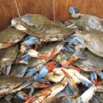 Mikrorobotların mürəkkəb axınlarda muxtar naviqasiyası ilk dəfə nümayiş etdirilib