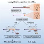 Nanopartiküllər bir neçə insan hüceyrə növünü genetik olaraq dəyişdirə bilər