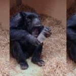 Sol əlli insanların rəqabətdə psixoloji üstünlüyü ola bilər