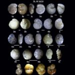 Qlobal müşahidələr okean qida maddələrinin sürətlə yenidən təşkil olunduğunu göstərir