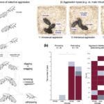 “Nano-origami” maye damcılarını altı guşəli ulduzlara çevirir