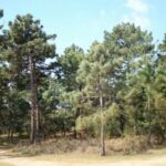 Yeni yanaşma hidroloji modellər üçün yağıntı dəqiqliyini artırır