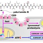 Araşdırmalar göstərir ki, bağırsaq yaşla əlaqəli yaddaş itkisinə səbəb ola bilər