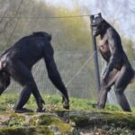 Pataqoniyada delfinlərin kütləvi şəkildə sahilə çıxması qatil balinalarla əlaqələndirilib