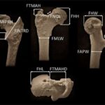Bir-birinin qanadlarını yeyən tarakanlar eksklüziv tərəfdaşlara çevrilirlər