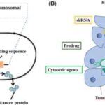 Ürək xəstəliyi riski bağırsaq mikrobları tərəfindən istehsal olunan müəyyən molekullarla bağlıdır