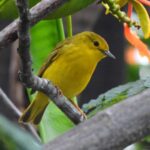 Beynəlxalq araşdırmalar göstərir ki, qanunsuz balıq ovunun səbəbləri əvvəllər düşünüləndən daha “incə”dir