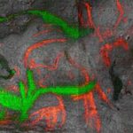 Təbiətcə gəmirici: Tədqiqatçılar gəmiricilərdə gəmirici davranışı mükafatlandıran sinir dövrəsini kəşf etdilər