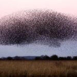 Tədqiqatçılar dinozavrların yumurtalarını müasir quşlara nisbətən daha az səmərəli şəkildə çıxardığını göstərirlər