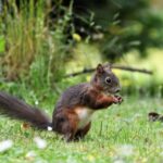 Təbiətcə gəmirici: Tədqiqatçılar gəmiricilərdə gəmirici davranışı mükafatlandıran sinir dövrəsini kəşf etdilər