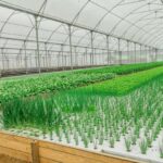 Peyk görüntüləri Antarktidanın yoxa çıxan dəniz buzlarının qida zəncirini necə dəyişdirdiyini göstərir