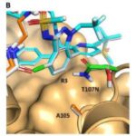 Barents dənizindəki buzların sürətlə əriməsinə baxmayaraq, Şpitsbergen ağ ayıları kökəldilər