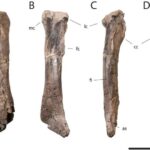 Beyin “gözlənilən” səsləri necə süzür: Orbitofrontal korteks tədqiqatı yeni bir fikir təqdim edir