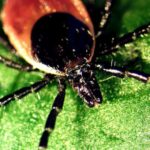 Stress altındakı hüceyrələr: Kimyaterapiya dərmanı RNT-yə necə zərər verir