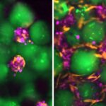 Bioilhamlanmış robot gözü sərt işıqlandırmaya tab gətirmək üçün bəbəyini tənzimləyir